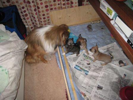 Mira m Chihuahuavalpar
