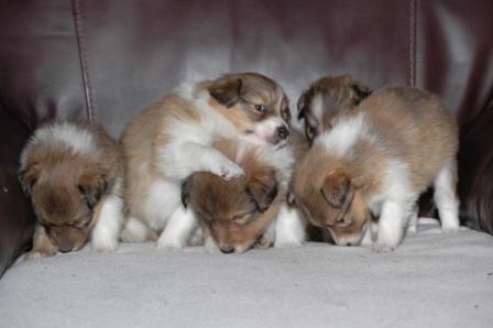 E.Brown Girl In the Ring, E.Rivers of Babylon, E.Daddy Cool, E. Sunny, E.Ma Baker